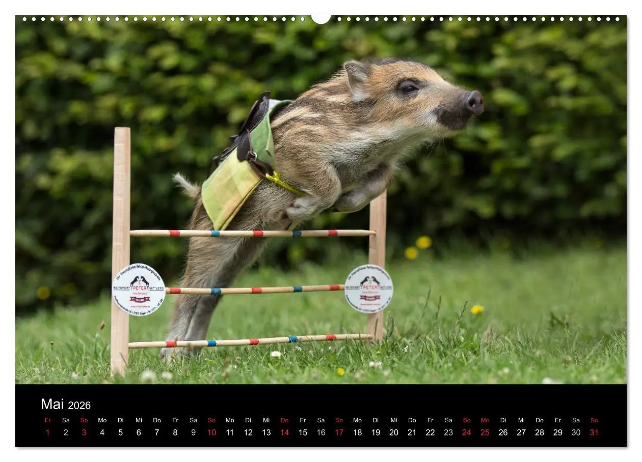 Bild: 9783457999813 | Kleine Schweinereien (hochwertiger Premium Wandkalender 2026 DIN A2...