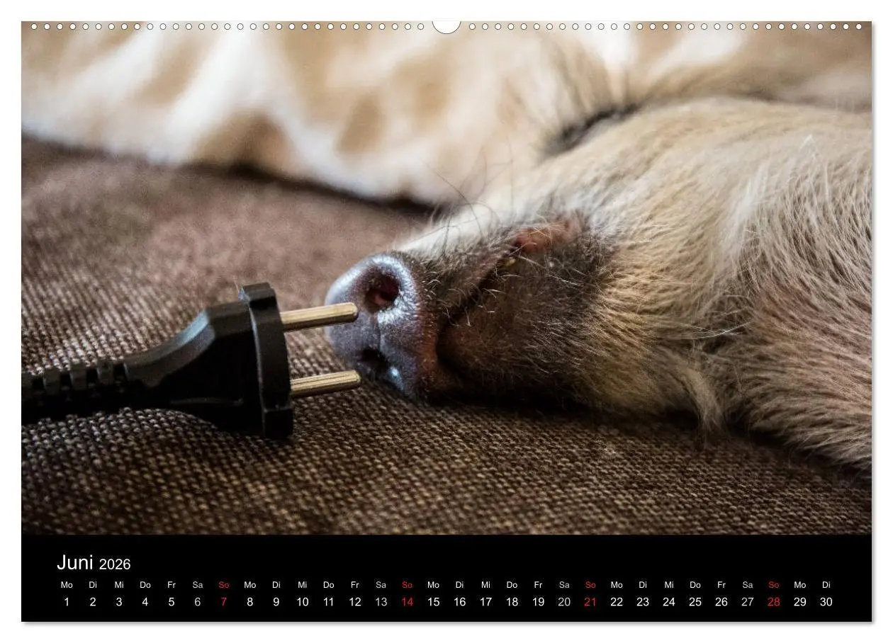 Bild: 9783457999813 | Kleine Schweinereien (hochwertiger Premium Wandkalender 2026 DIN A2...