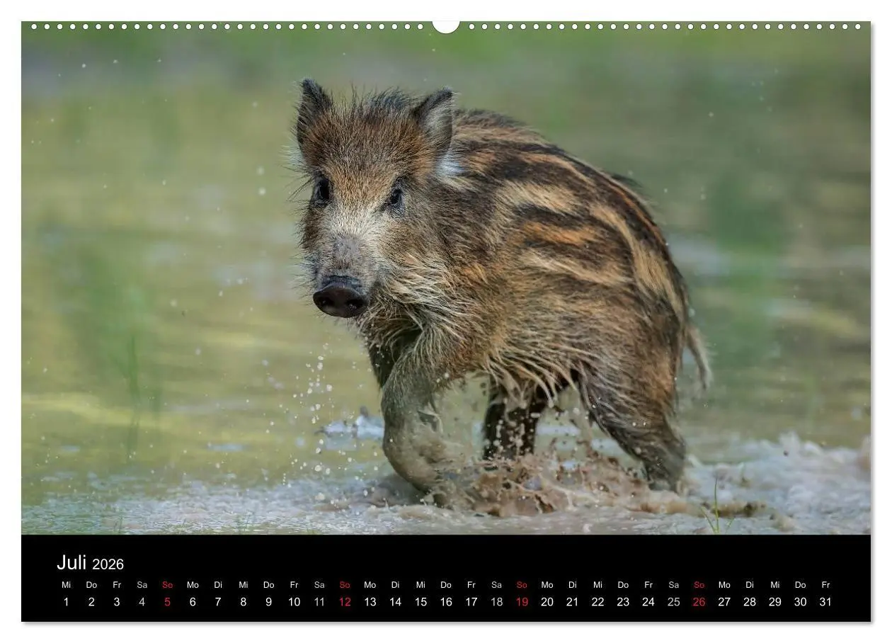 Bild: 9783457999813 | Kleine Schweinereien (hochwertiger Premium Wandkalender 2026 DIN A2...