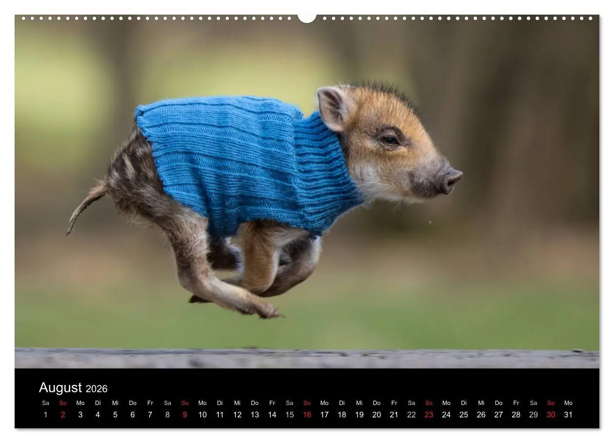 Bild: 9783457999813 | Kleine Schweinereien (hochwertiger Premium Wandkalender 2026 DIN A2...