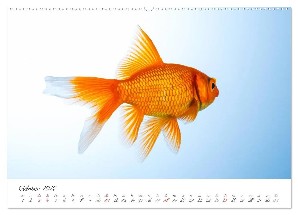 Bild: 9783457989913 | Goldy - mein Goldfisch (Wandkalender 2026 DIN A2 quer), CALVENDO...