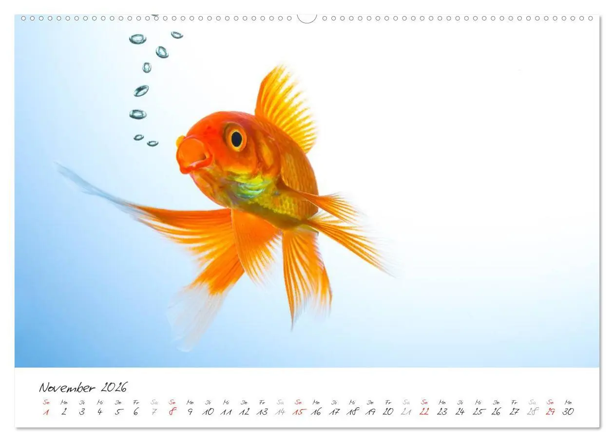 Bild: 9783457989913 | Goldy - mein Goldfisch (Wandkalender 2026 DIN A2 quer), CALVENDO...