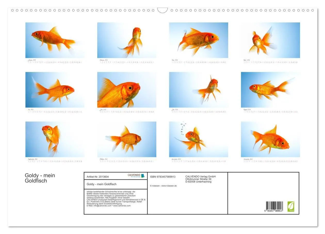 Bild: 9783457989913 | Goldy - mein Goldfisch (Wandkalender 2026 DIN A2 quer), CALVENDO...