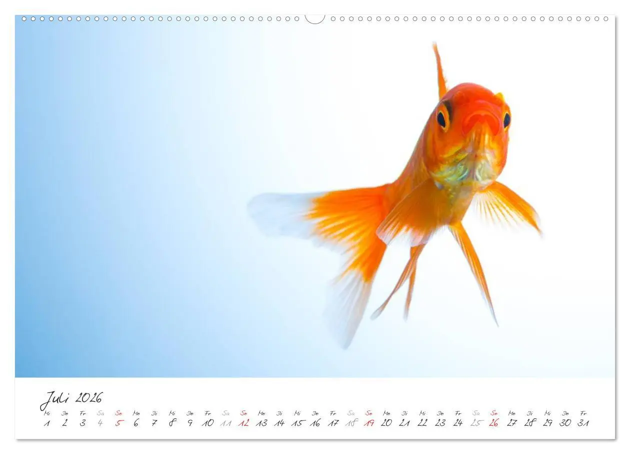 Bild: 9783457989913 | Goldy - mein Goldfisch (Wandkalender 2026 DIN A2 quer), CALVENDO...