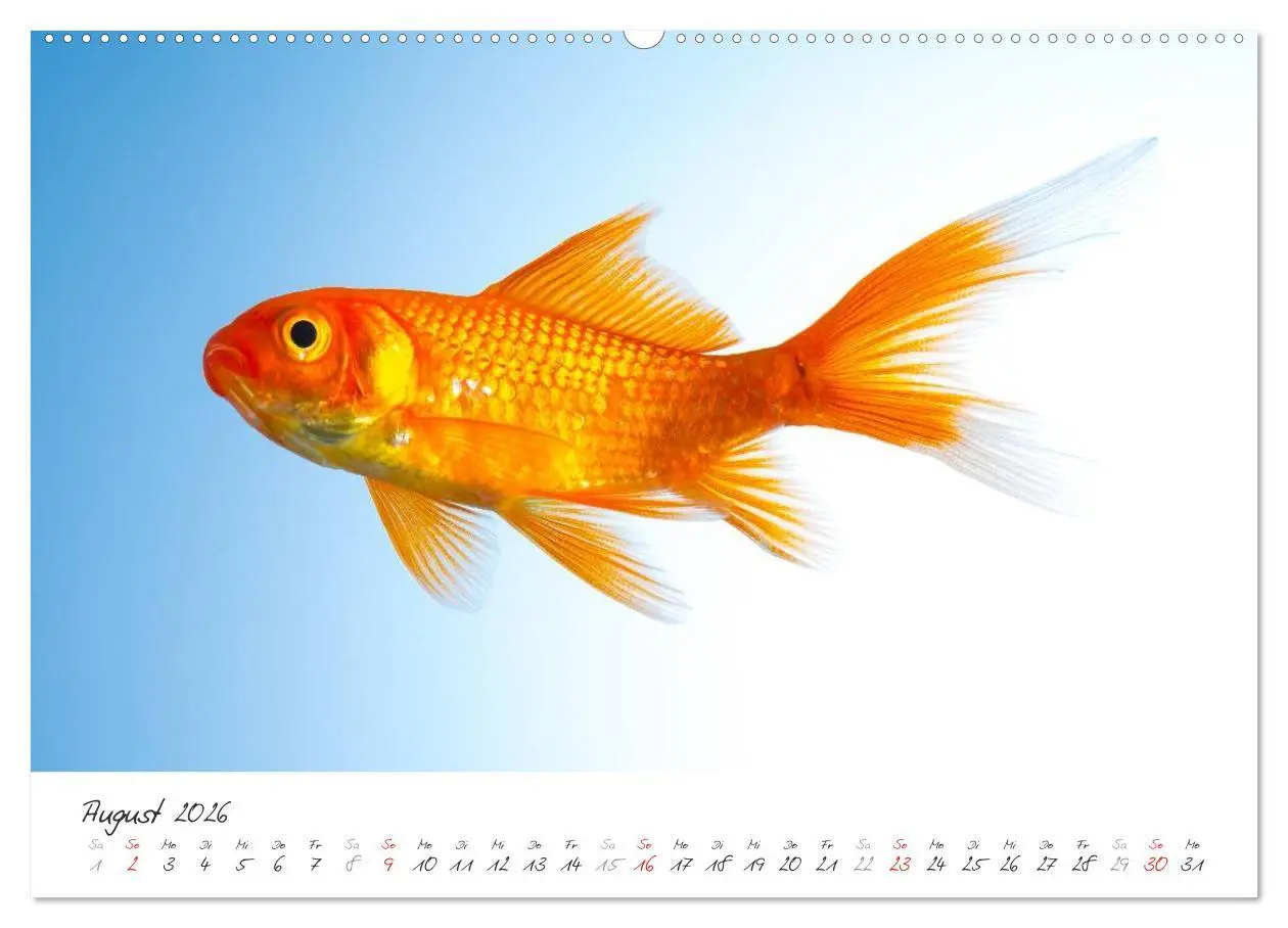 Bild: 9783457989913 | Goldy - mein Goldfisch (Wandkalender 2026 DIN A2 quer), CALVENDO...