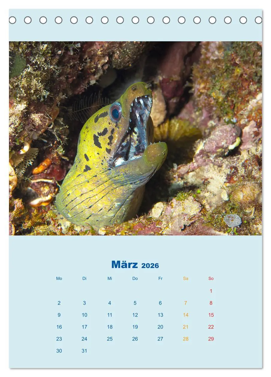 Bild: 9783516389913 | Portraitaufnahmen - Fische (Tischkalender 2026 DIN A5 hoch),...