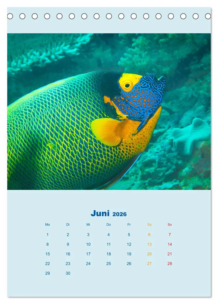 Bild: 9783516389913 | Portraitaufnahmen - Fische (Tischkalender 2026 DIN A5 hoch),...