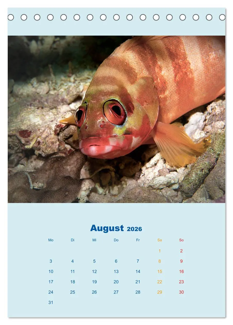 Bild: 9783516389913 | Portraitaufnahmen - Fische (Tischkalender 2026 DIN A5 hoch),...