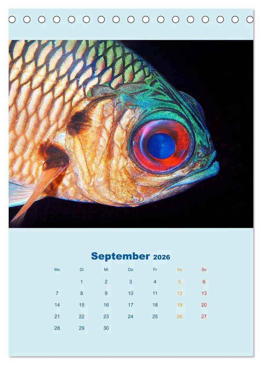 Bild: 9783516389913 | Portraitaufnahmen - Fische (Tischkalender 2026 DIN A5 hoch),...