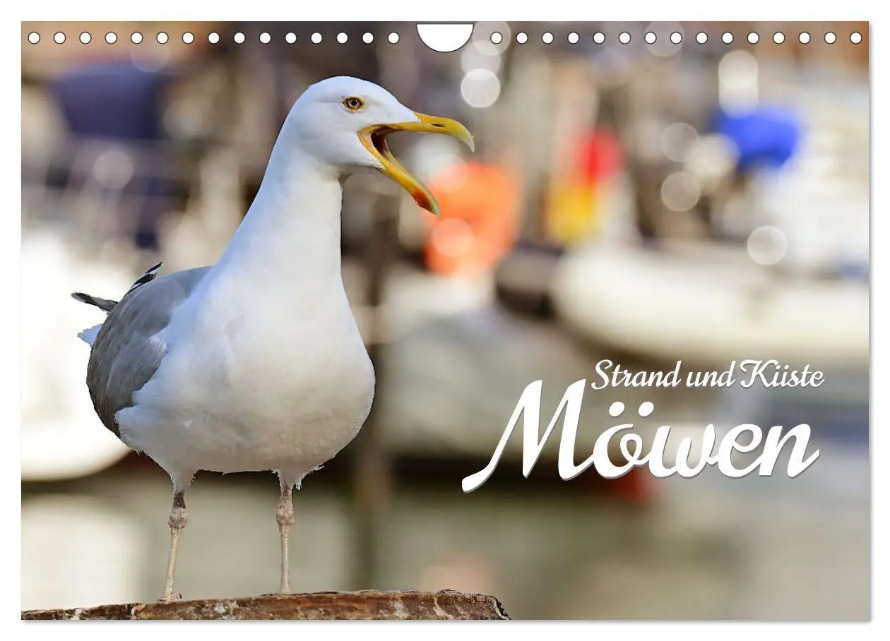 Cover: 9783457550014 | Strand und Küste - Möwen (Wandkalender 2026 DIN A4 quer), CALVENDO...