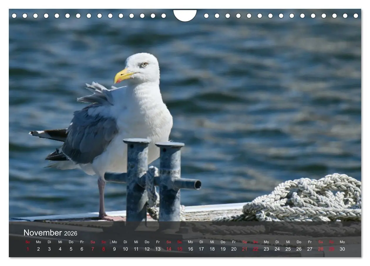 Bild: 9783457550014 | Strand und Küste - Möwen (Wandkalender 2026 DIN A4 quer), CALVENDO...