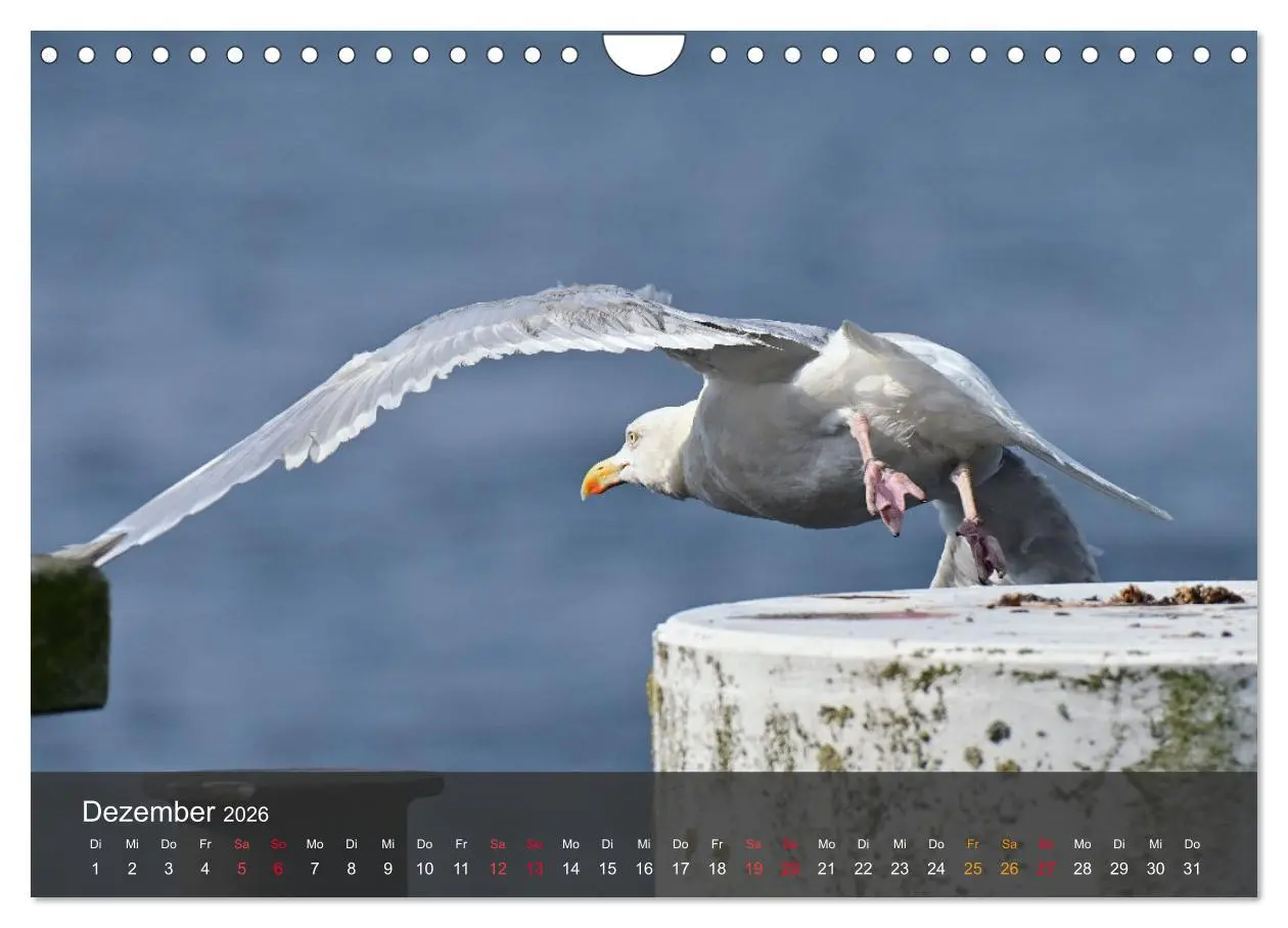 Bild: 9783457550014 | Strand und Küste - Möwen (Wandkalender 2026 DIN A4 quer), CALVENDO...