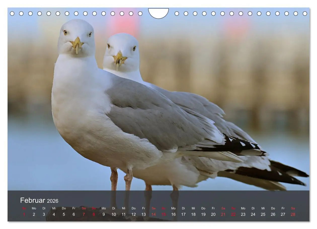 Bild: 9783457550014 | Strand und Küste - Möwen (Wandkalender 2026 DIN A4 quer), CALVENDO...