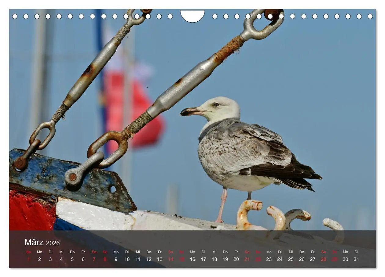 Bild: 9783457550014 | Strand und Küste - Möwen (Wandkalender 2026 DIN A4 quer), CALVENDO...