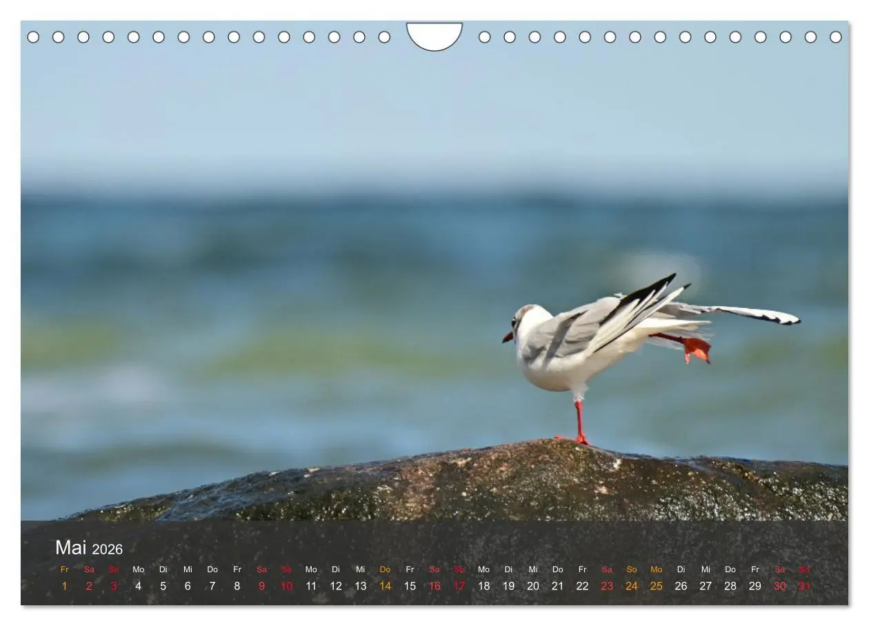 Bild: 9783457550014 | Strand und Küste - Möwen (Wandkalender 2026 DIN A4 quer), CALVENDO...