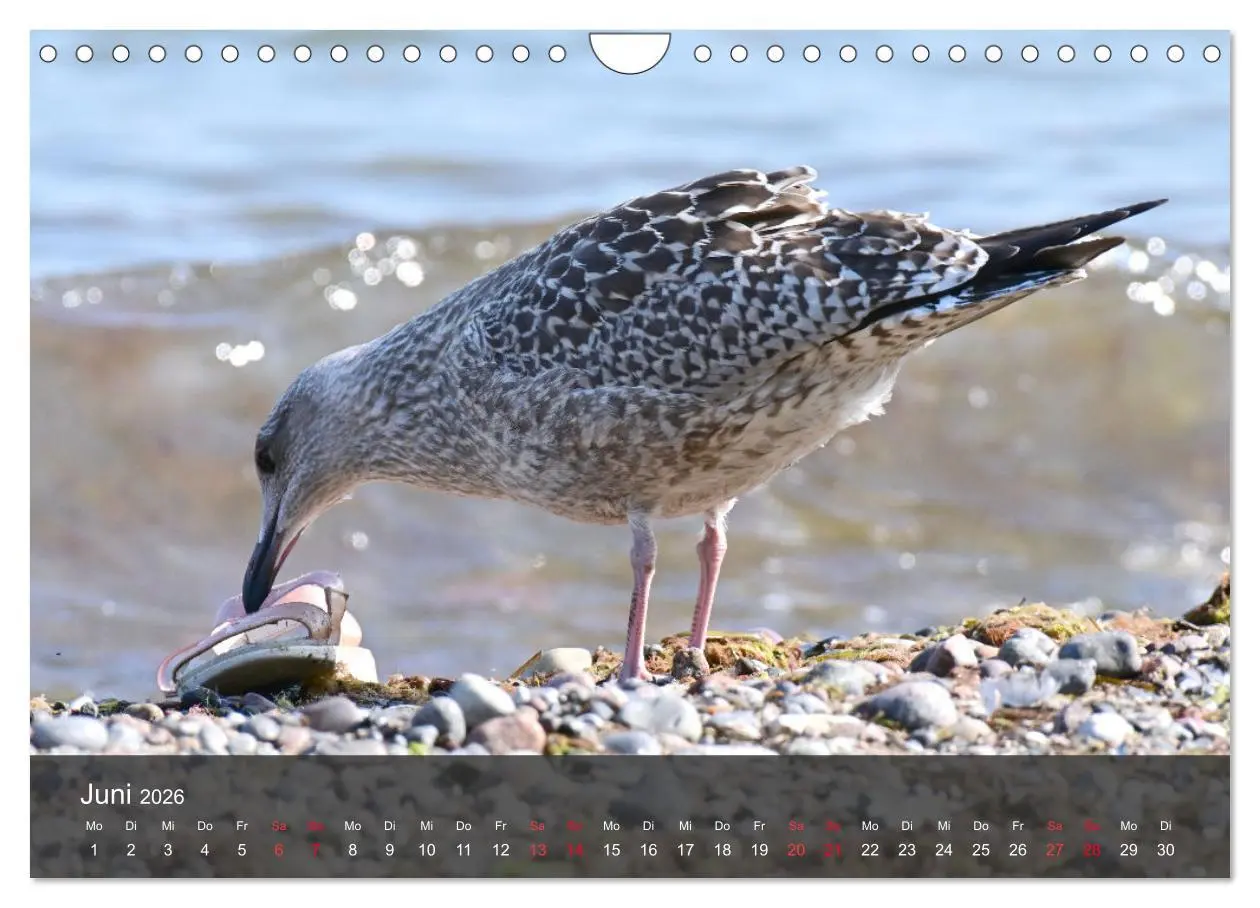Bild: 9783457550014 | Strand und Küste - Möwen (Wandkalender 2026 DIN A4 quer), CALVENDO...