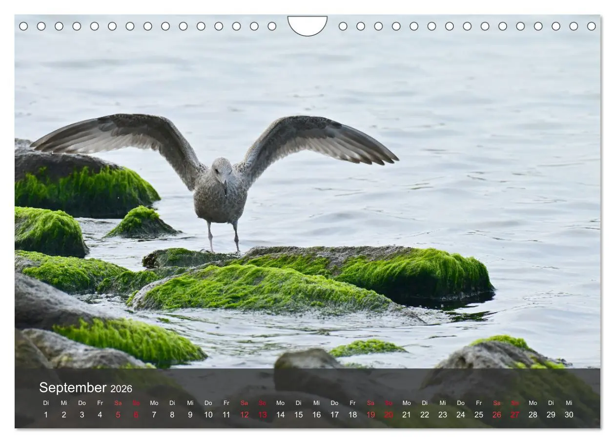 Bild: 9783457550014 | Strand und Küste - Möwen (Wandkalender 2026 DIN A4 quer), CALVENDO...