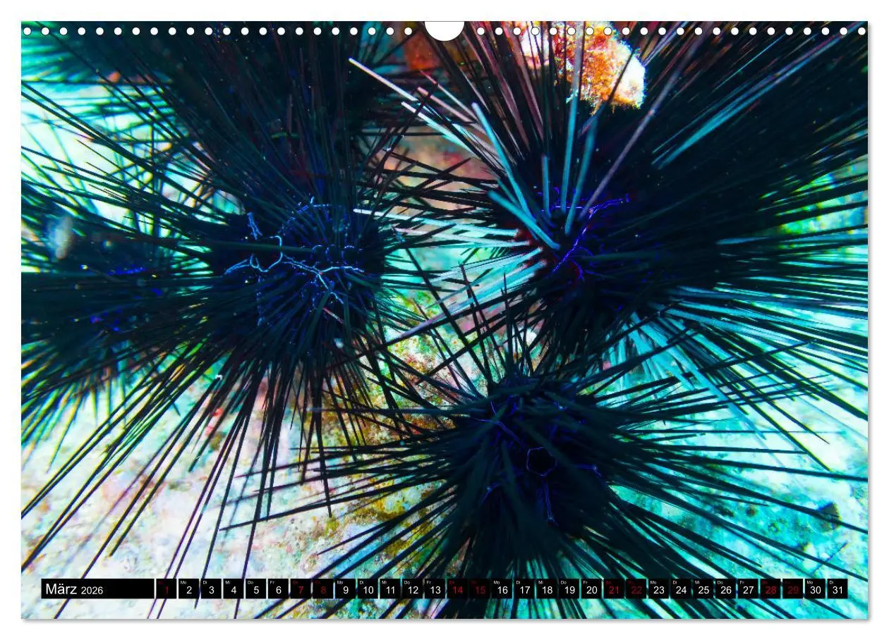 Bild: 9783457860014 | Tauchen auf den Sychellen (Wandkalender 2026 DIN A3 quer), CALVENDO...