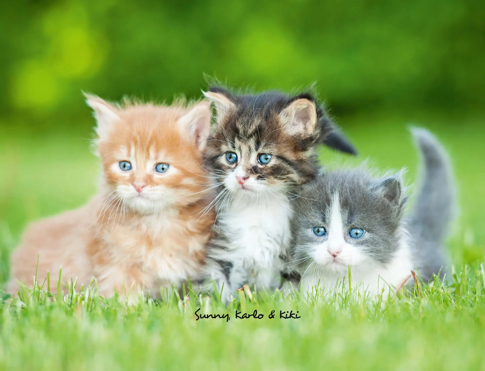 Bild: 9783690190114 | Kalender Katzen 2026 Eintragkalender | Kalender | 14 S. | Deutsch