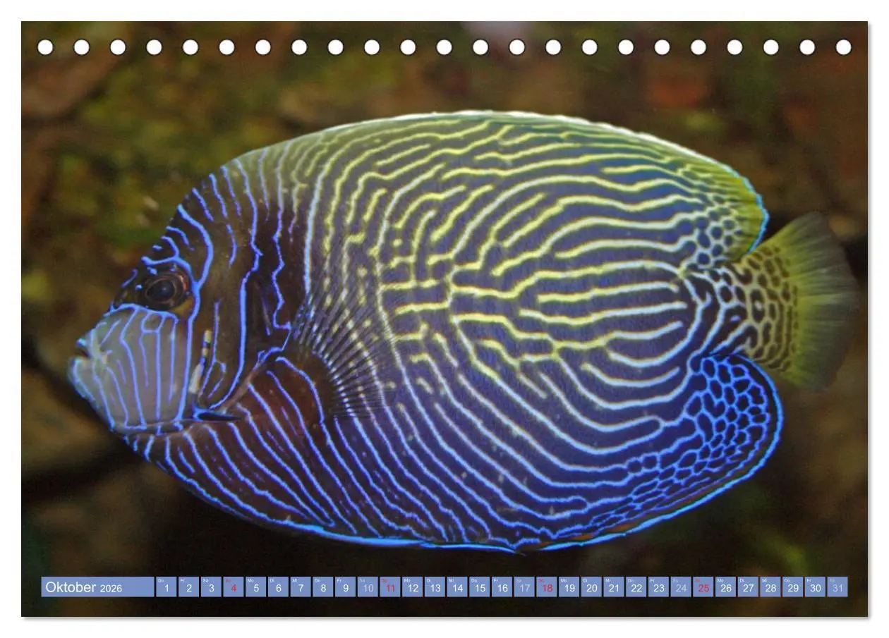 Bild: 9783516150414 | Bunte Welt der Fische (Tischkalender 2026 DIN A5 quer), CALVENDO...