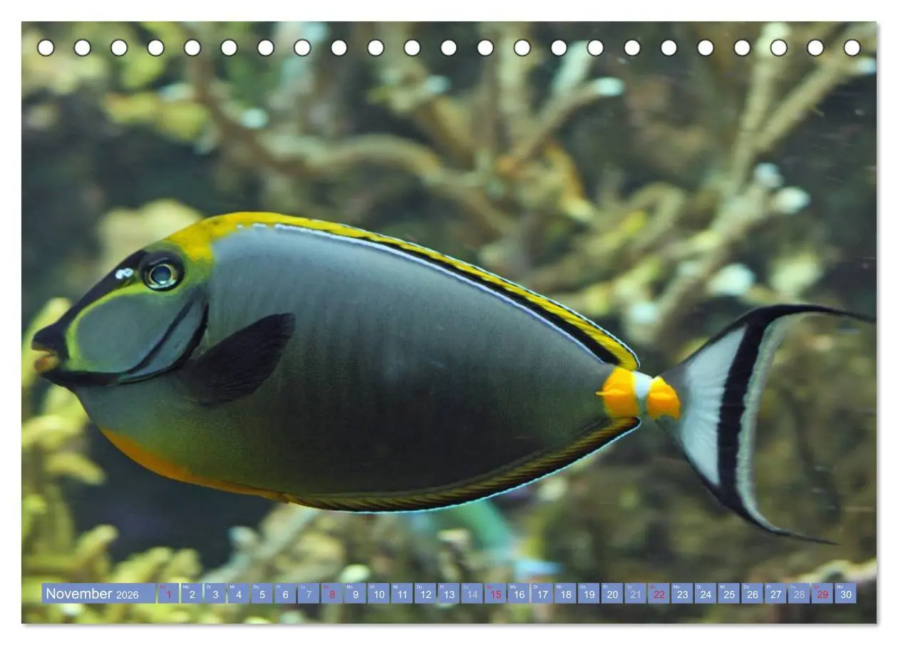 Bild: 9783516150414 | Bunte Welt der Fische (Tischkalender 2026 DIN A5 quer), CALVENDO...