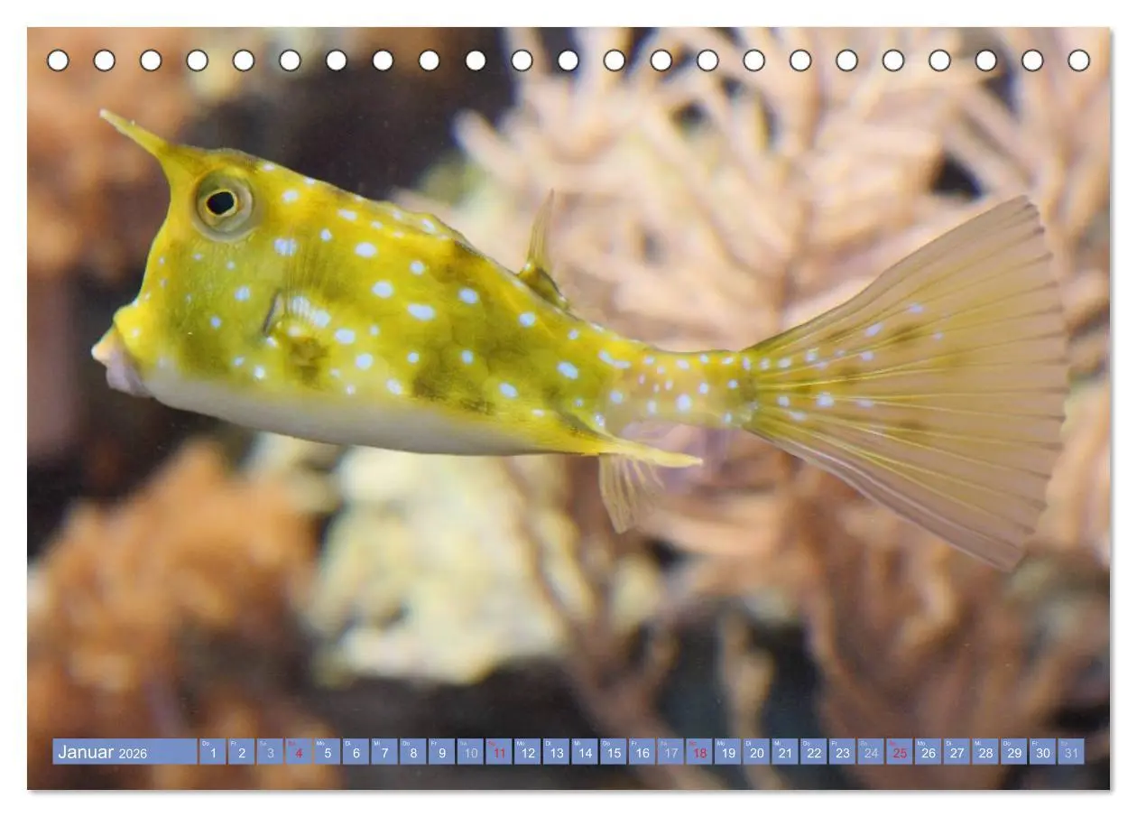 Bild: 9783516150414 | Bunte Welt der Fische (Tischkalender 2026 DIN A5 quer), CALVENDO...