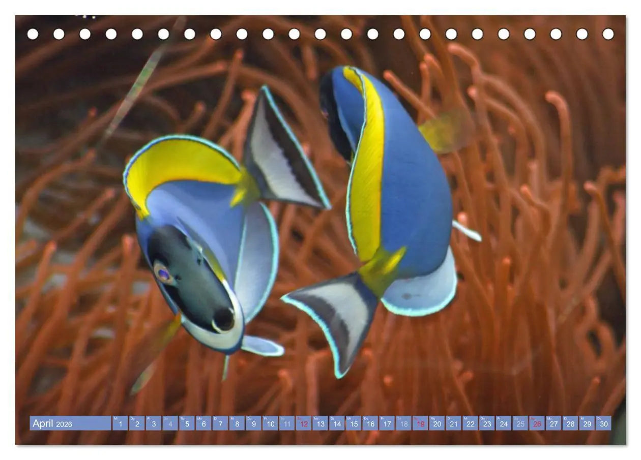 Bild: 9783516150414 | Bunte Welt der Fische (Tischkalender 2026 DIN A5 quer), CALVENDO...