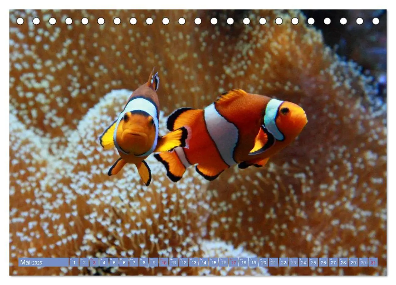 Bild: 9783516150414 | Bunte Welt der Fische (Tischkalender 2026 DIN A5 quer), CALVENDO...