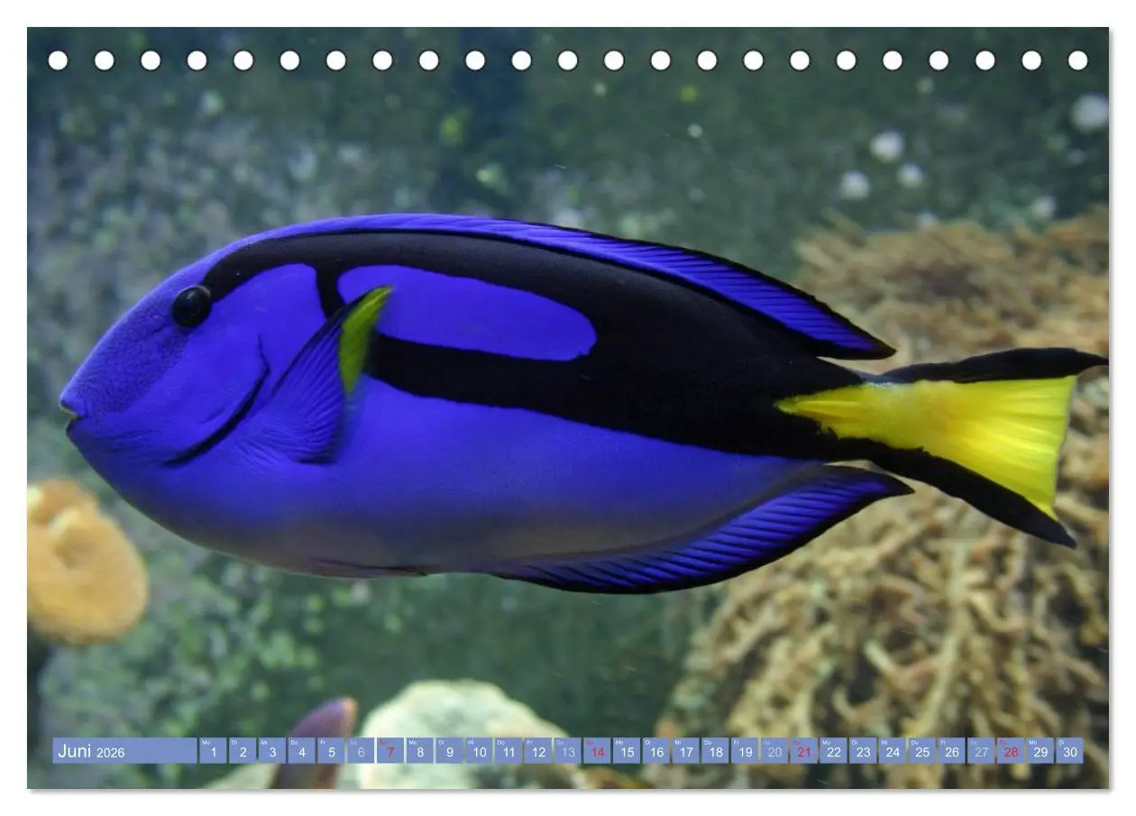 Bild: 9783516150414 | Bunte Welt der Fische (Tischkalender 2026 DIN A5 quer), CALVENDO...