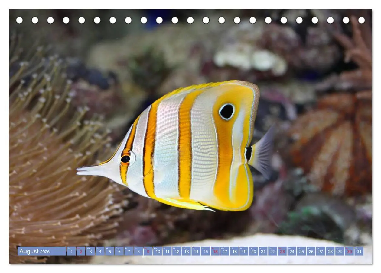 Bild: 9783516150414 | Bunte Welt der Fische (Tischkalender 2026 DIN A5 quer), CALVENDO...