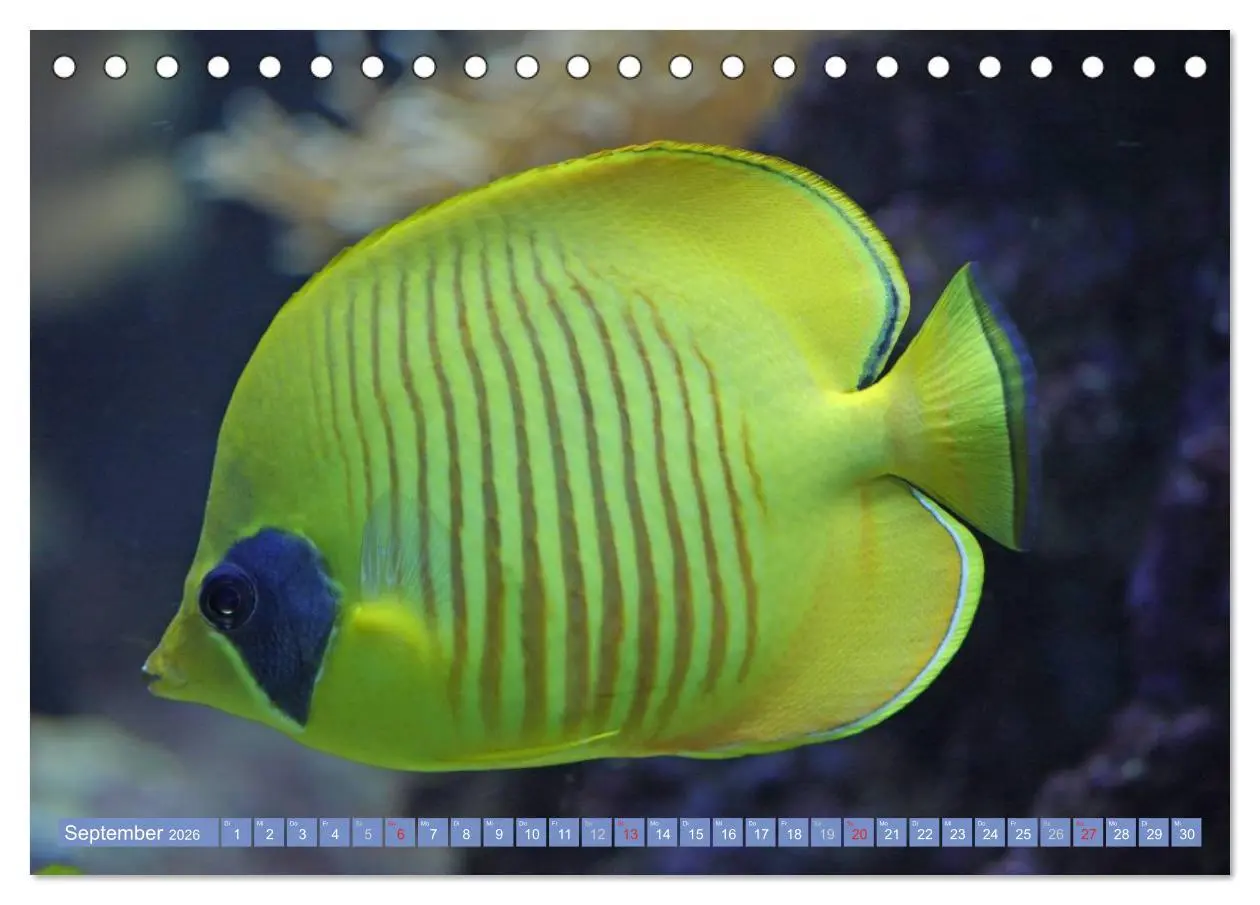 Bild: 9783516150414 | Bunte Welt der Fische (Tischkalender 2026 DIN A5 quer), CALVENDO...