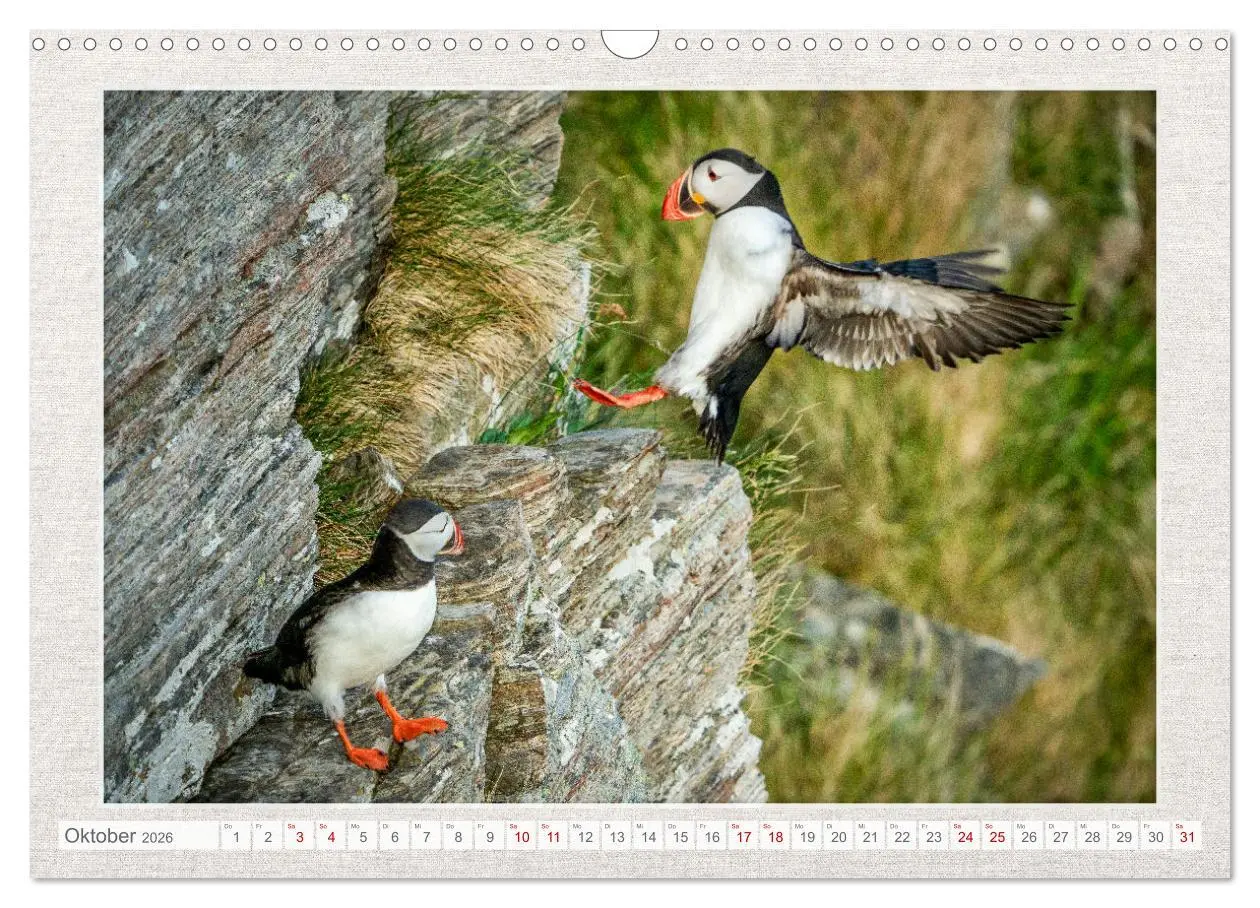 Bild: 9783457500514 | Die kleinen schönen (Wandkalender 2026 DIN A3 quer), CALVENDO...