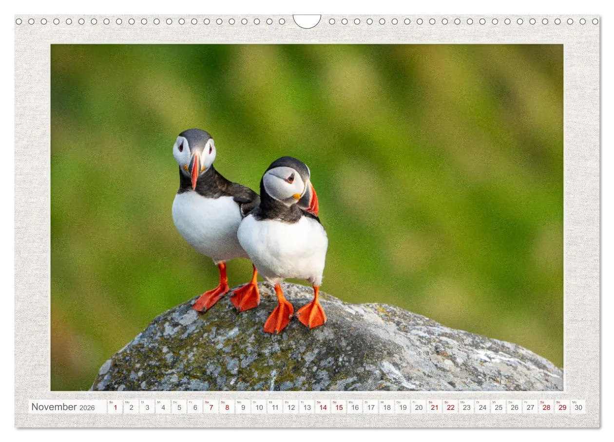 Bild: 9783457500514 | Die kleinen schönen (Wandkalender 2026 DIN A3 quer), CALVENDO...