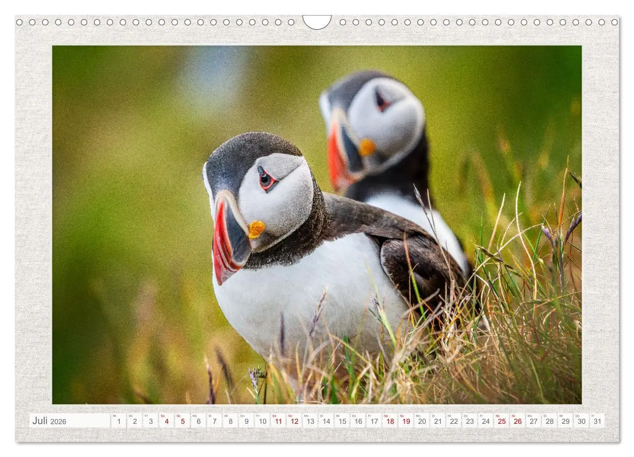 Bild: 9783457500514 | Die kleinen schönen (Wandkalender 2026 DIN A3 quer), CALVENDO...