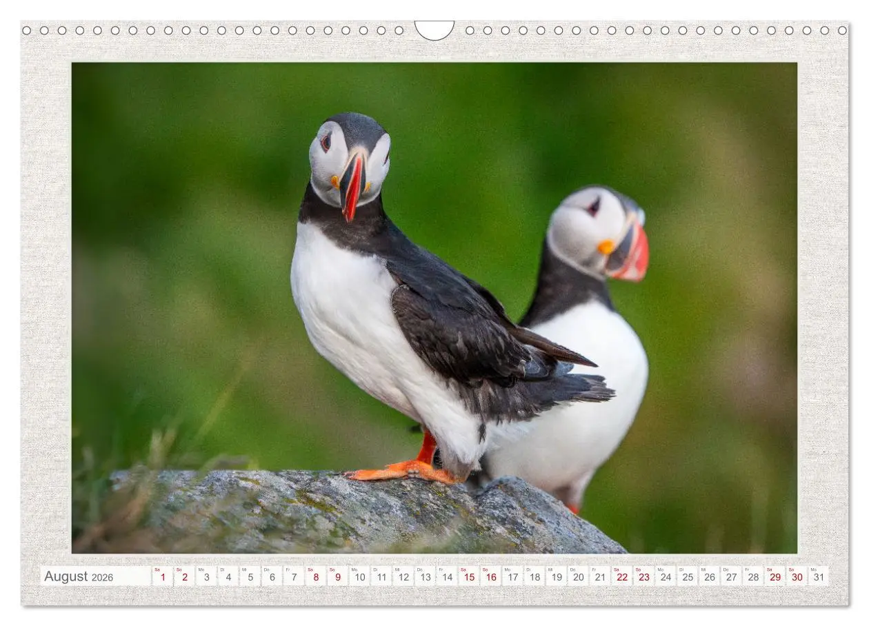 Bild: 9783457500514 | Die kleinen schönen (Wandkalender 2026 DIN A3 quer), CALVENDO...