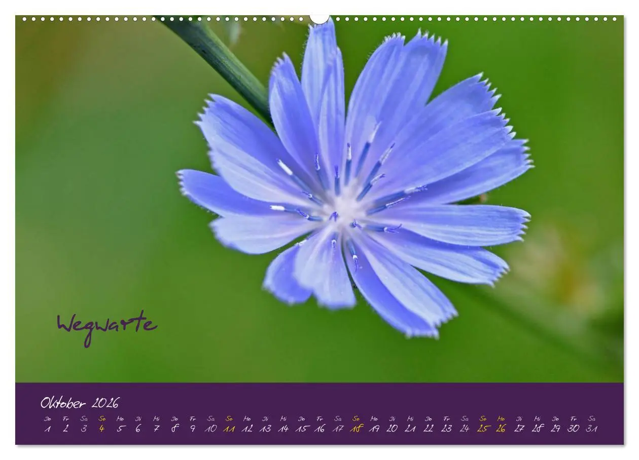 Bild: 9783516130614 | Heilkräuterkalender (hochwertiger Premium Wandkalender 2026 DIN A2...