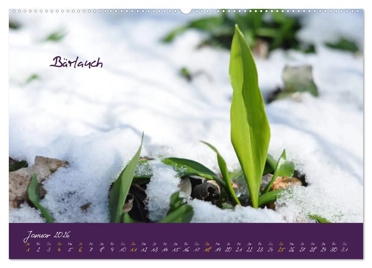 Bild: 9783516130614 | Heilkräuterkalender (hochwertiger Premium Wandkalender 2026 DIN A2...