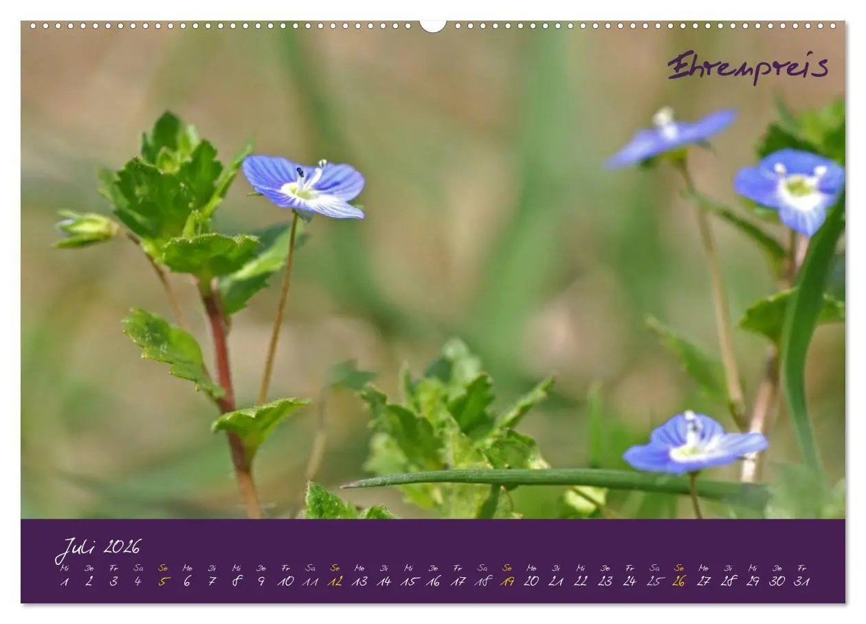 Bild: 9783516130614 | Heilkräuterkalender (hochwertiger Premium Wandkalender 2026 DIN A2...