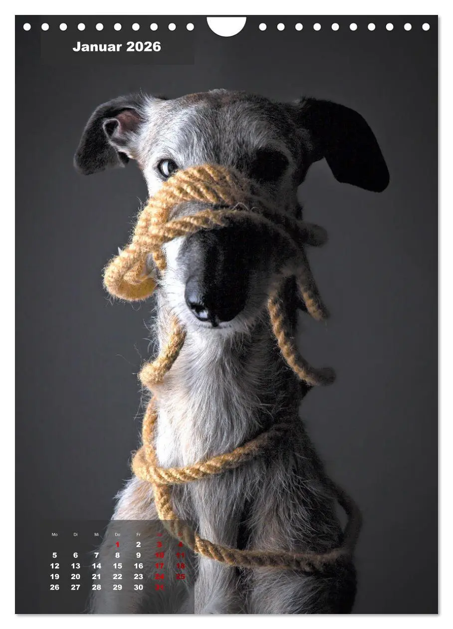 Bild: 9783516370614 | UNDERDOG - Windhundportraits (Wandkalender 2026 DIN A4 hoch),...