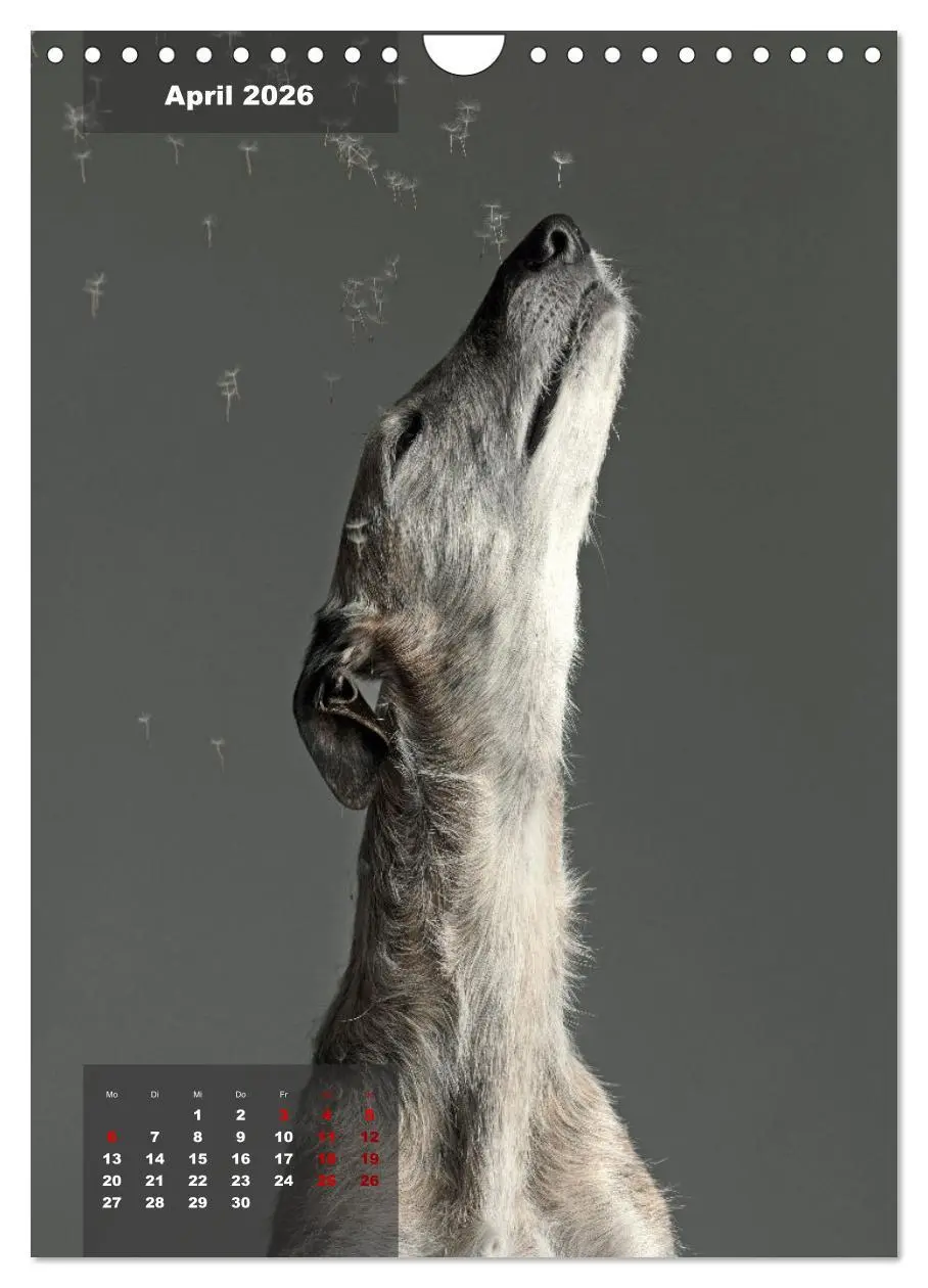 Bild: 9783516370614 | UNDERDOG - Windhundportraits (Wandkalender 2026 DIN A4 hoch),...