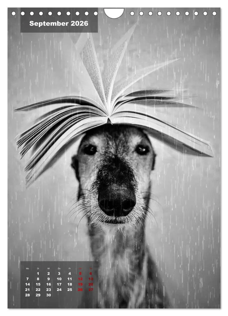 Bild: 9783516370614 | UNDERDOG - Windhundportraits (Wandkalender 2026 DIN A4 hoch),...
