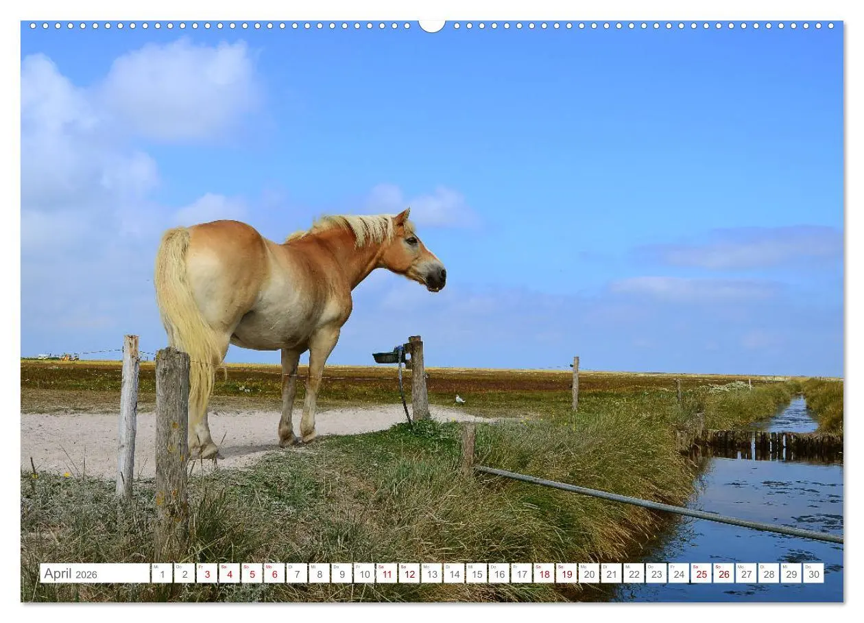 Bild: 9783457700914 | Sommertage auf Hallig Hooge (hochwertiger Premium Wandkalender 2026...
