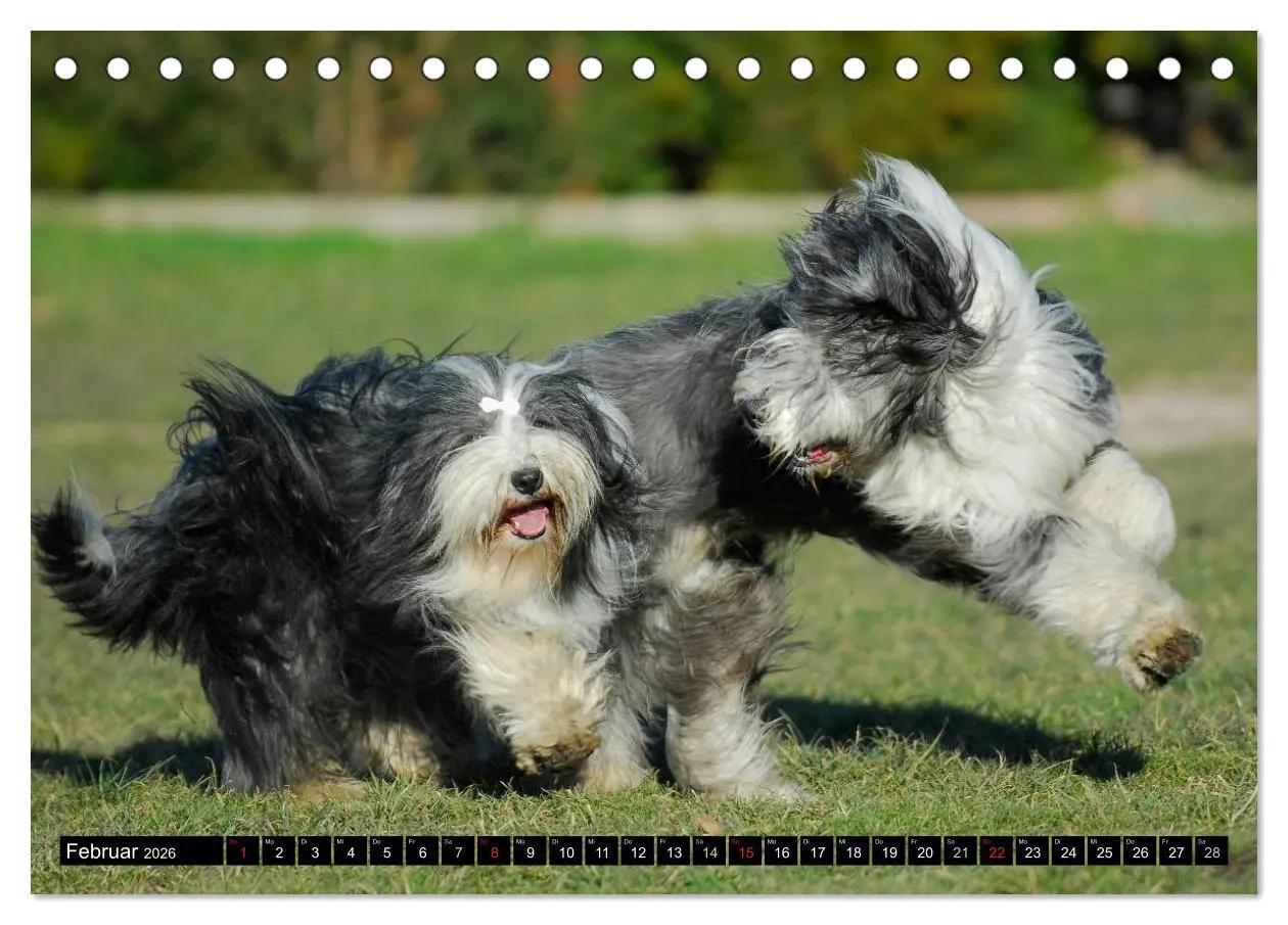 Bild: 9783516030914 | Liebenswerter Clown Bearded Collie (Tischkalender 2026 DIN A5...