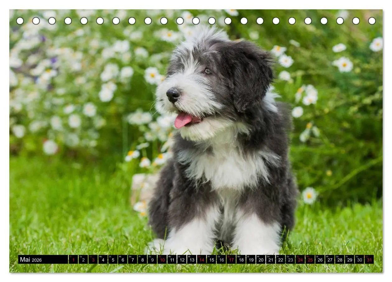 Bild: 9783516030914 | Liebenswerter Clown Bearded Collie (Tischkalender 2026 DIN A5...