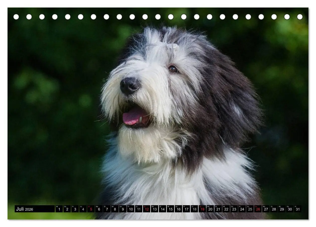 Bild: 9783516030914 | Liebenswerter Clown Bearded Collie (Tischkalender 2026 DIN A5...