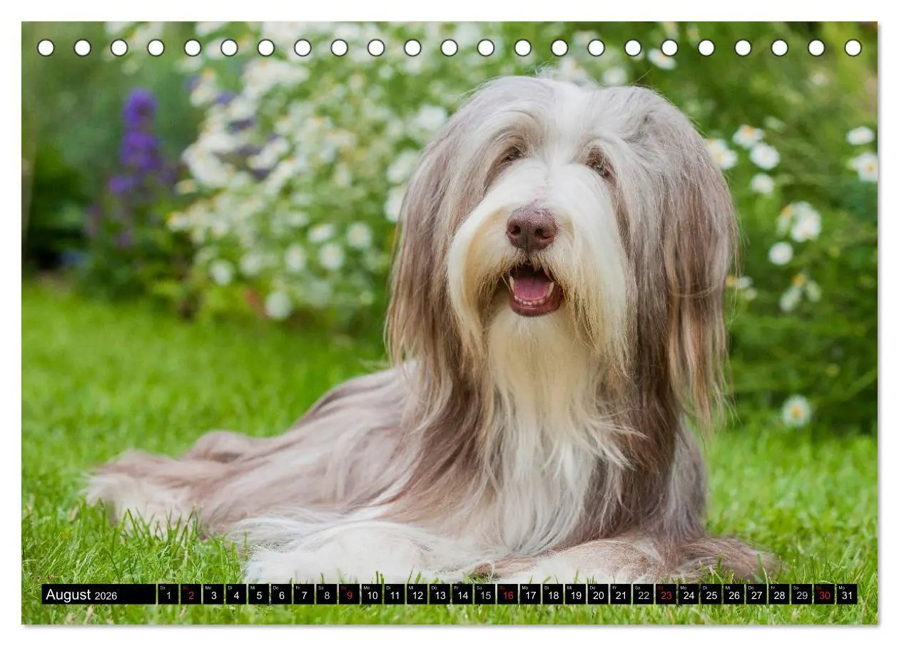 Bild: 9783516030914 | Liebenswerter Clown Bearded Collie (Tischkalender 2026 DIN A5...