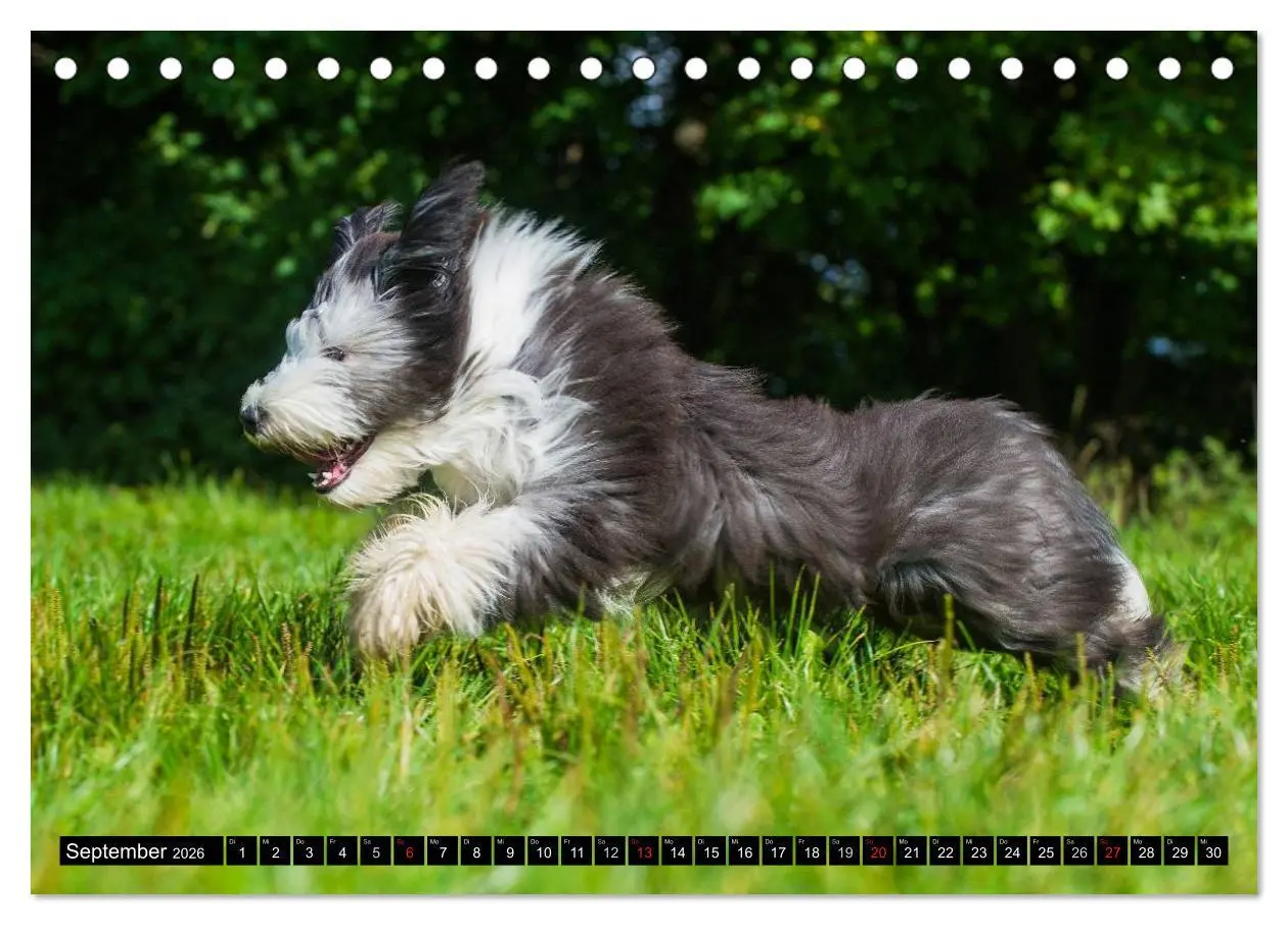 Bild: 9783516030914 | Liebenswerter Clown Bearded Collie (Tischkalender 2026 DIN A5...