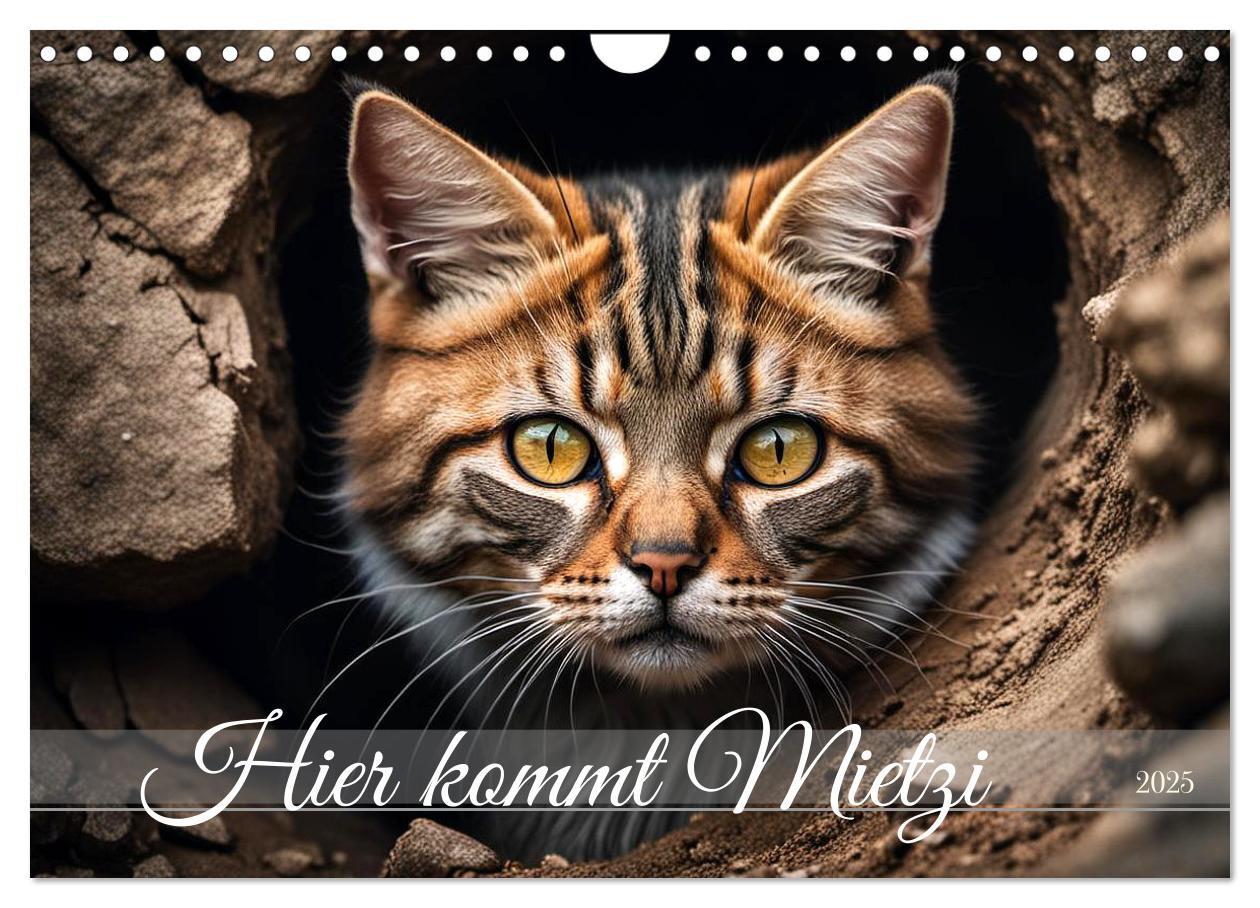Cover: 9783457071014 | Hier kommt Mietzi (Wandkalender 2025 DIN A4 quer), CALVENDO...