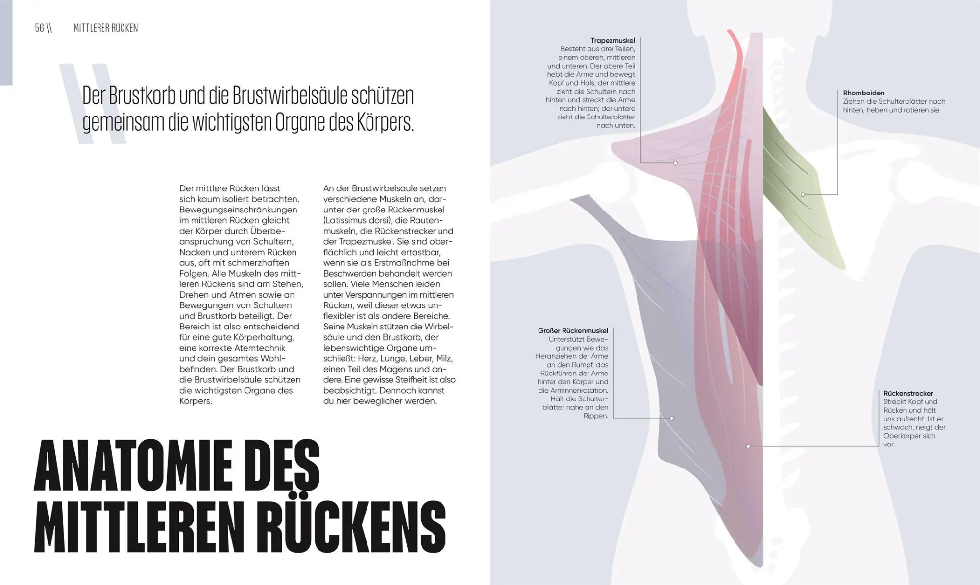 Bild: 9783831051014 | Mit Yoga Schmerzen lindern | Erin Motz | Taschenbuch | 192 S. | 2025