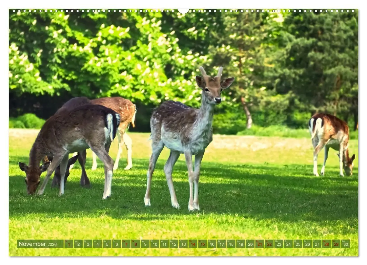 Bild: 9783457431214 | Damwild - stolze Tiere des Waldes hautnah (hochwertiger Premium...